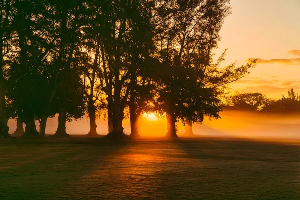 Sonne Bäume Natur Schön Ort Sommer Sonnenaufgang Sonnenuntergang Wald Morgen — Stockfoto