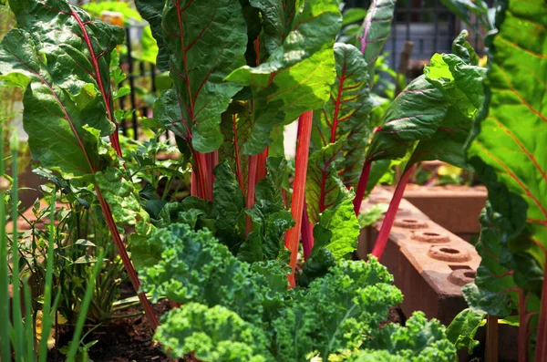 Barevná Zelenina Domácí Zahradě — Stock fotografie