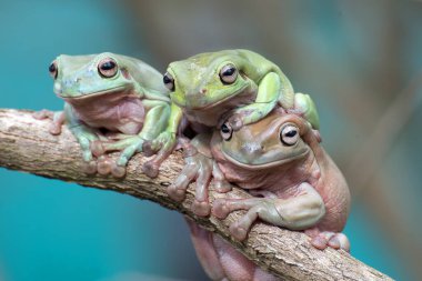 Ağaç dalında Avustralya beyaz ağaç kurbağaları