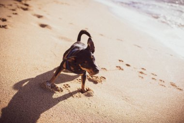 Yavru köpek Oahu 'da bir kumsalda pürüzsüz kum boyunca küçük patiler bırakıyor.