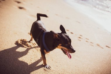 Gün batımında Hawaii sahillerinde koşan küçük yavru.