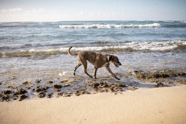 Olgun köpek, güneşli ve bulutsuz bir günde deniz kıyısında yürüyor.