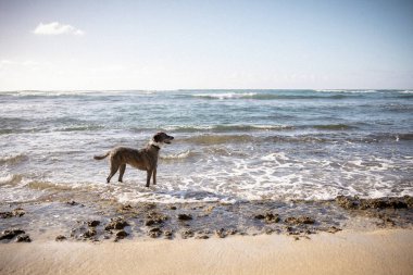 Oahu 'daki soğuk okyanus sularında dinlenen büyük bir köpek.