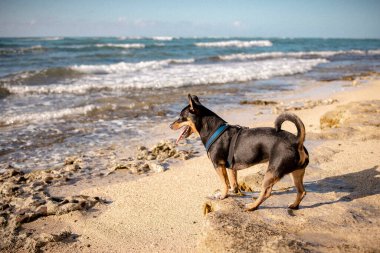 Heyecanlı küçük köpek dalgaları izliyor.