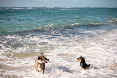 Havai 'de güzel bir günde okyanusta eğlenen neşeli yavrular.
