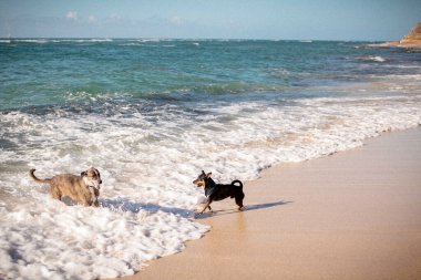 Heyecanlı köpekler Hawaii 'de deniz kıyısında oynuyor.