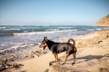 Coşkulu köpek yavrusu dalgaların alçalmasını bekliyor.