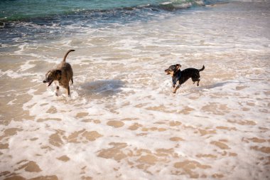 Hiper yavrular sıcak okyanus suyunun tadını çıkarıyorlar.