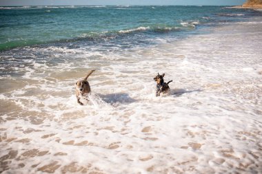 Oahu 'da sıcak ve açık bir öğleden sonra köpekler birbirini kovalıyor.