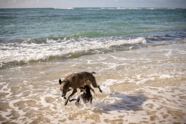 Köpekler Hawaii 'de sakin bir öğleden sonra sahilde oynuyorlar.