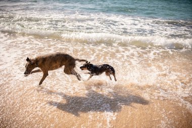 Köpek yavrusu Honolulu 'da kıyı şeridi boyunca yaşlı bir köpeği kovalıyor.