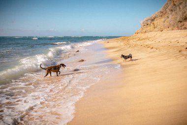 Hawaii 'de iki köpekle güneşli bir plaj günü. Dalgalarda oynarken