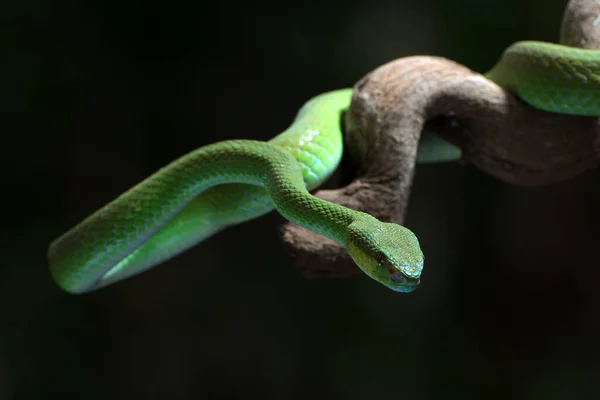 Fehér Ajkú Szigeti Gödör Vipera Sötét Háttérrel — Stock Fotó