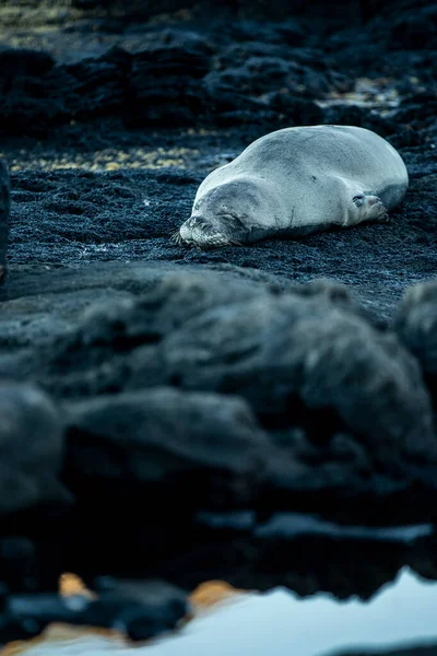 Foca Monaca Hawaiana Che Dorme Parco Sulla Spiaggia Makapuu Alle — Foto Stock