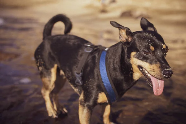 Cachorrinho Areia Vestindo Colete Com Língua Para Fora Uma Praia — Fotografia de Stock