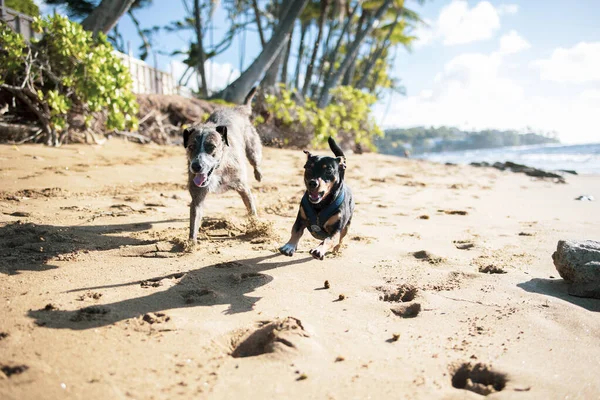 Két Kutya Együtt Rohangál Hawaii Tengerpartján — Stock Fotó