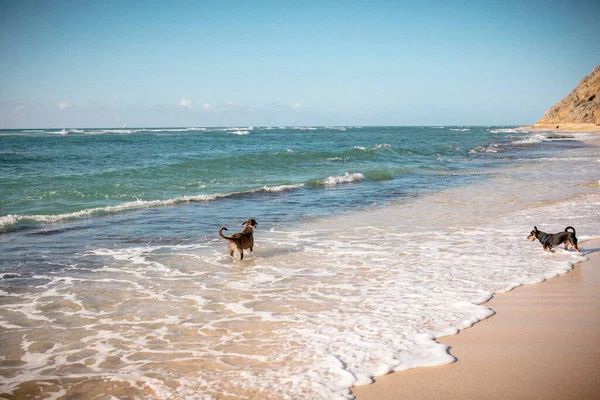 在晴朗 阳光明媚的日子里 快乐的狗在柔和的海浪中玩耍 — 图库照片