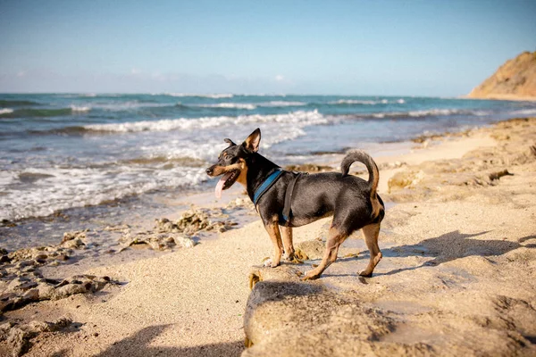 Hawaii sahilinde yelek giymiş neşeli bir köpek.