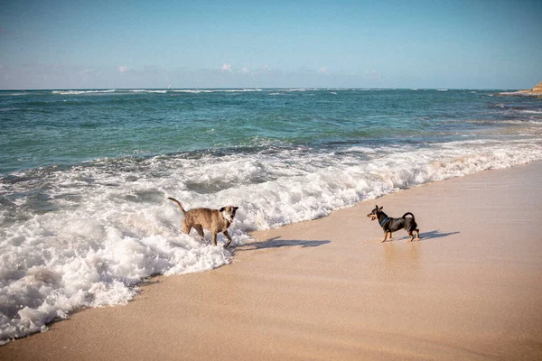 Kutyák Lehűlnek Óceánban Egy Forró Nyári Napon Honoluluban — Stock Fotó