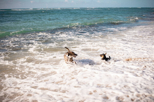 Two dogs running in the seawater to cool off