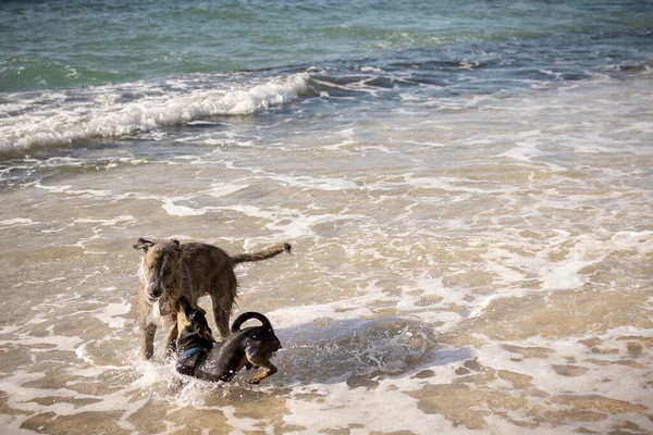 Puppy Egy Csókot Idősebb Kutya Hűvös Óceán Víz Hawaii — Stock Fotó