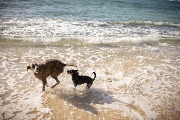 Small dog meeting older dog at the beach in Honolulu, Hawaii