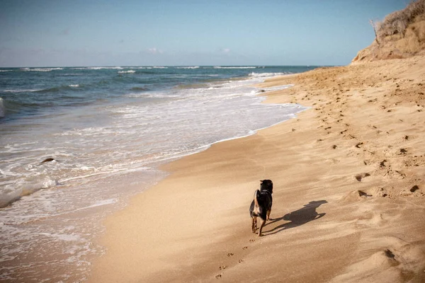 Kis Kutya Sétál Tenger Partján Egy Fényes Hawaii Napon — Stock Fotó