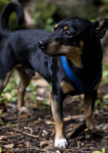 Filhote Cachorro Querido Com Casaco Brilhante Elegantemente Floresta — Fotografia de Stock