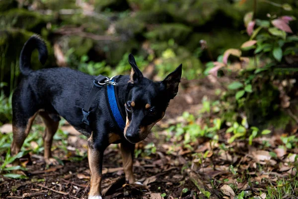 Poised Cucciolo Indossare Cane Imbracatura Con Fermaglio Sicurezza — Foto Stock