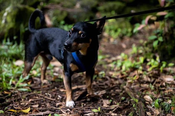 Cômico Canino Sendo Puxado Por Uma Trela Trilho Honolulu — Fotografia de Stock