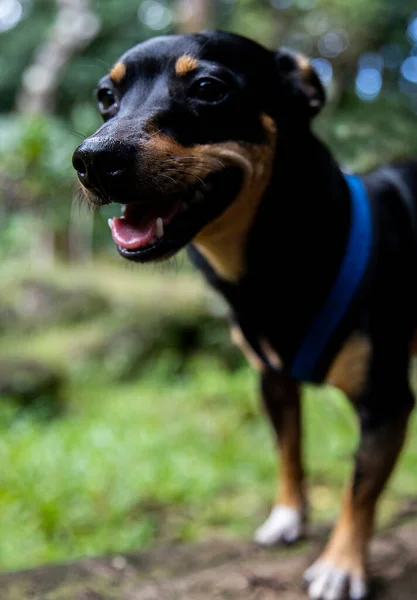 Close Cachorro Feliz Natureza — Fotografia de Stock