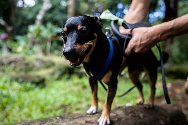 Grinning Dog Getting His Harness Fixed His Owner — Stock Photo, Image