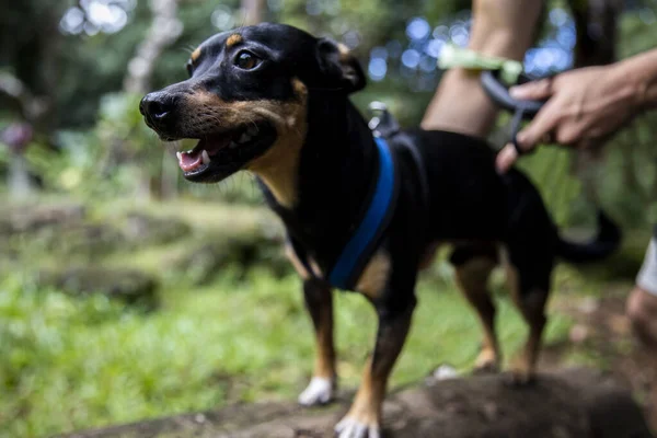 Curious Puppy Looking Serene Hiking Trail Ahu — Stock Photo, Image