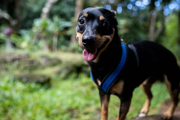 Cãozinho Alegre Feliz Esperando Passeio Lazer Dia Ensolarado — Fotografia de Stock