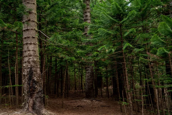 Mystérieuse Zone Cachée Des Bois Dans Forêt Tropicale — Photo