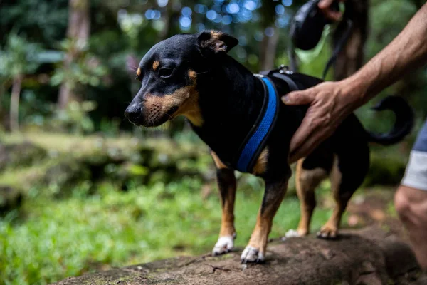 Stoic Puppy Calmly Getting Picked Log Woods — Stock Photo, Image