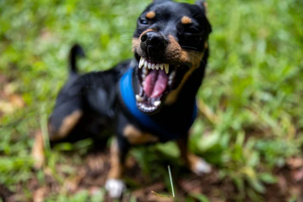 Canino Expressivo Mostrando Seus Dentes Afiados Pontiagudos — Fotografia de Stock