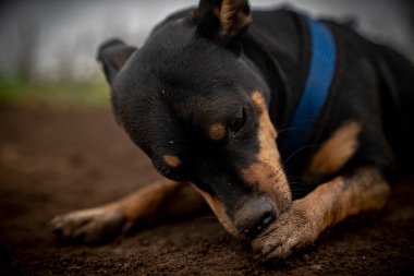 Hawaii 'de çamurlu bir yürüyüşten sonra pençelerini temizleyen köpek yavrusu.