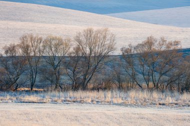 Slovakya 'nın Turiec bölgesinde söğütler.