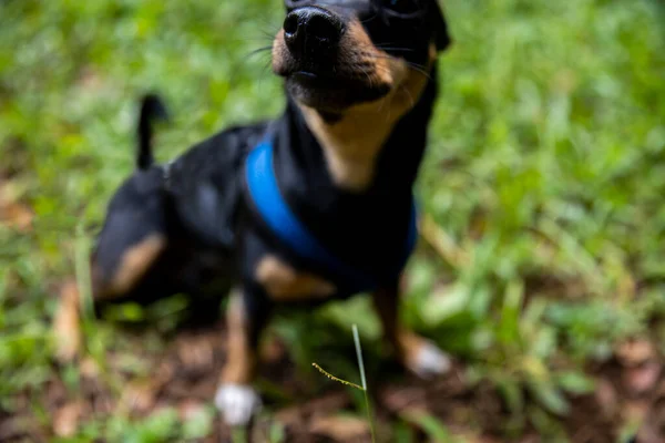 Sereno Cachorrinho Casualmente Sentado Uma Área Macia Grama — Fotografia de Stock