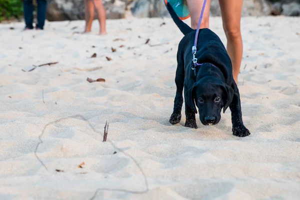 Kíváncsi Fekete Labrador Kiskutya Szórakozik Tengerparton Ahu — Stock Fotó