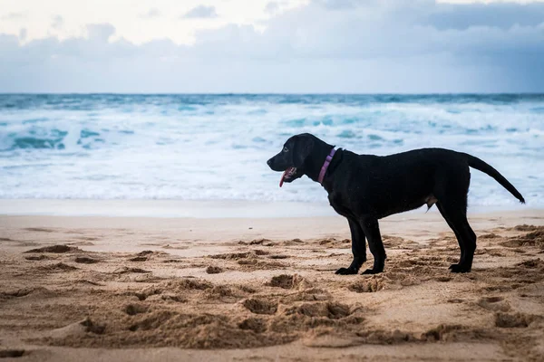 Большая Коричневая Собака Стоит Пляже Гавайях — стоковое фото