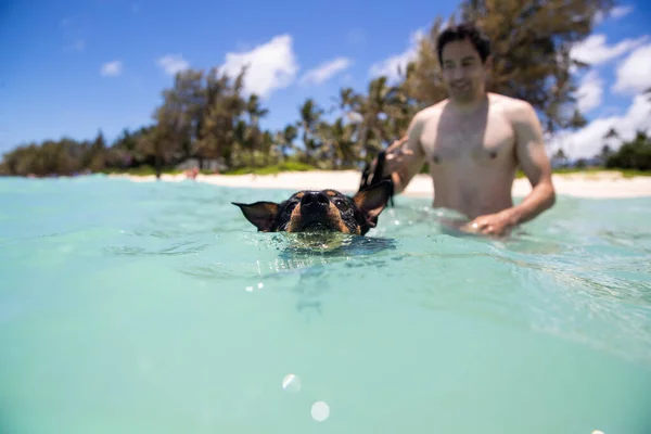 Chiot Vaillant Nageant Dans Océan Turquoise Chaud Oahu — Photo