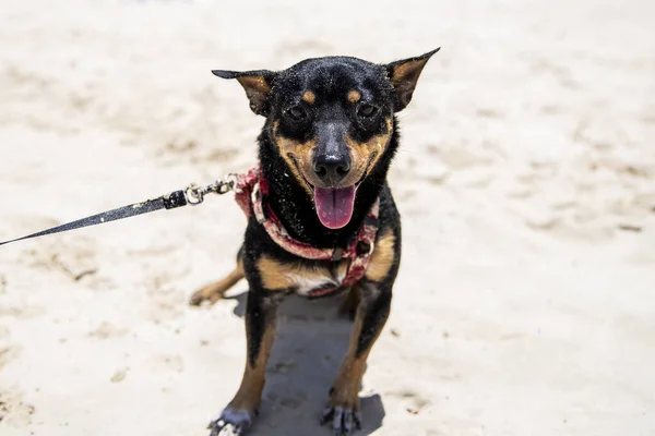 在瓦胡岛海滩上 一只被沙子覆盖着的小狗在嬉笑 — 图库照片