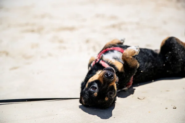 Happy Puppy Rolling Sand Beach Sunny Day — Stock Photo, Image