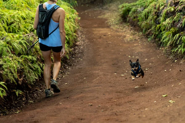 Female Hiker Trail Small Black Dog — Stock Photo, Image