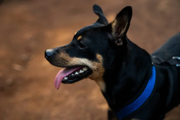Pequeño Cachorro Relajándose Después Correr Por Sendero Hawaii — Foto de Stock