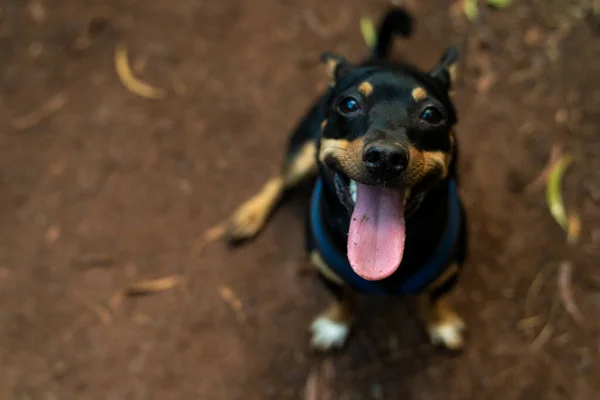 Cão Alegre Feliz Posando Para Uma Foto Durante Uma Caminhada — Fotografia de Stock