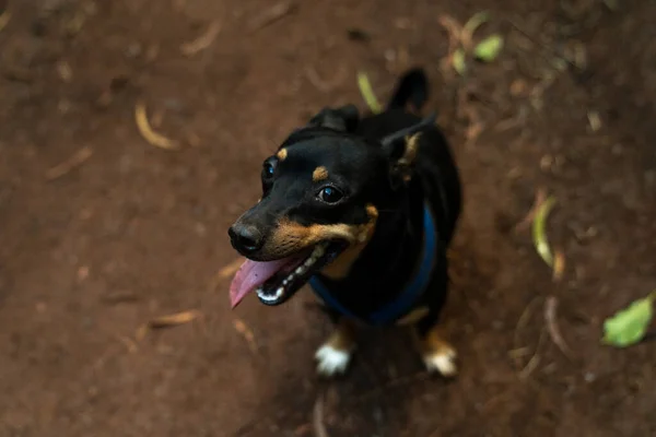 Filhote Cachorro Entusiasmado Pronto Para Fazer Uma Caminhada Pacífica Floresta — Fotografia de Stock