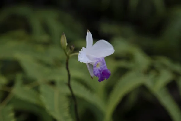 Delicato Orchidea Selvatica Fioritura Nella Foresta Pluviale Hawaiana — Foto Stock